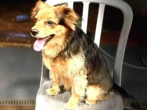 Cachorro raça SRD-ViraLata idade 4 anos nome Lola