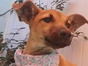 Cachorro raça SRD-ViraLata idade 2 a 6 meses nome LUKE