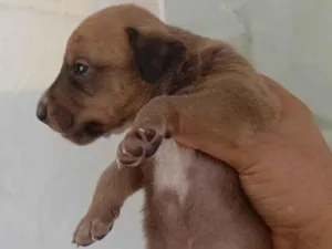 Cachorro raça SRD-ViraLata idade 2 a 6 meses nome Caramelo 