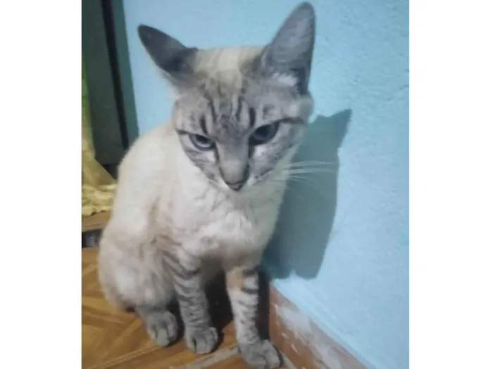 Gato ra a SRD-ViraLata idade 2 anos nome Bartoloméia