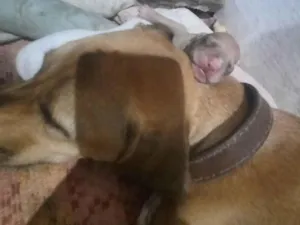 Cachorro raça SRD-ViraLata idade Abaixo de 2 meses nome Filhos 