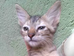 Gato raça SRD-ViraLata idade 2 a 6 meses nome Fifi