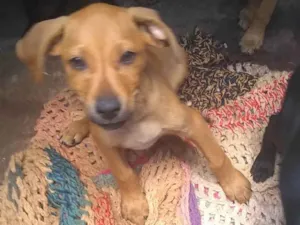 Cachorro raça SRD-ViraLata idade 1 ano nome Nao tem 