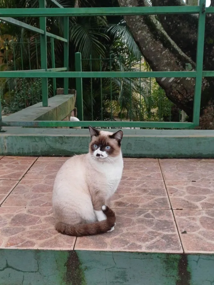 Gato ra a SRD-ViraLata idade 1 ano nome Sem Nome