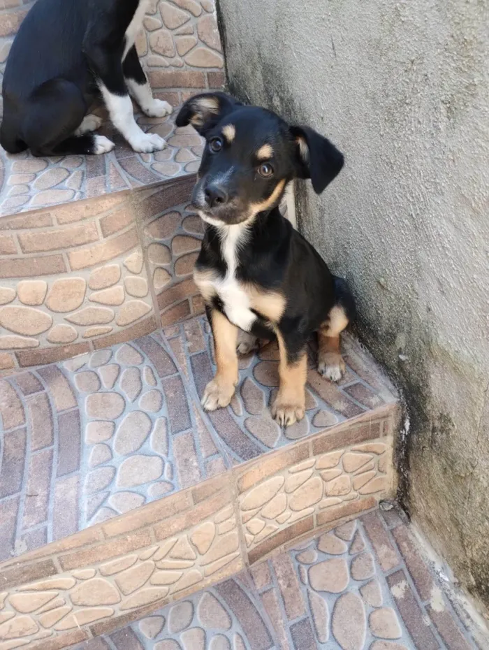 Cachorro ra a Rottweiler idade 1 ano nome Mascote 