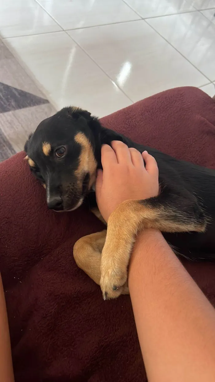 Cachorro ra a Rottweiler idade 1 ano nome Mascote 