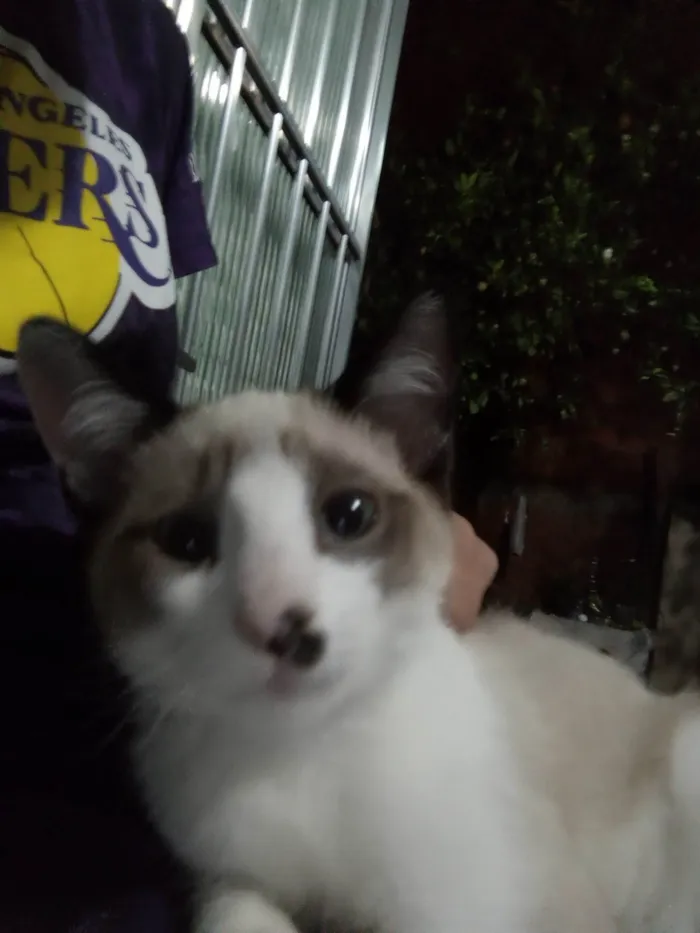 Gato ra a Siamês idade Abaixo de 2 meses nome gatinha filhote (sem nome)