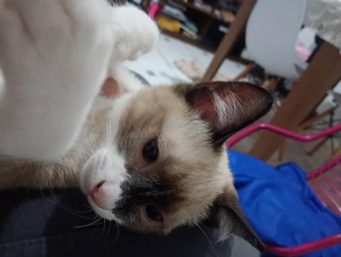 Gato ra a Siamês idade Abaixo de 2 meses nome gatinha filhote (sem nome)