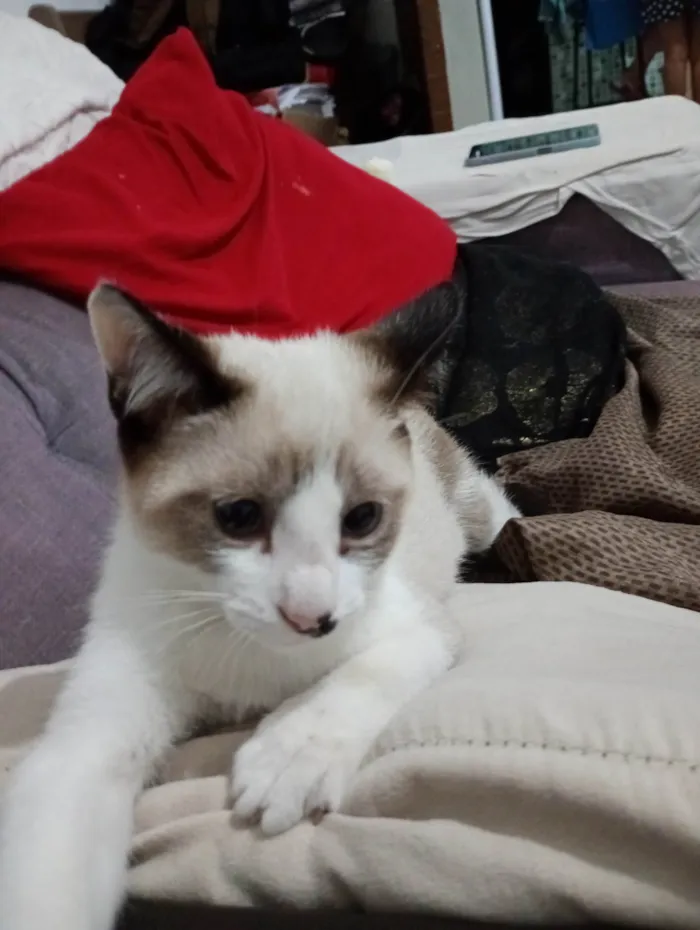 Gato ra a Siamês idade Abaixo de 2 meses nome gatinha filhote (sem nome)