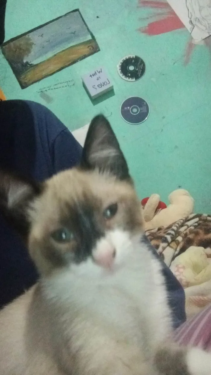 Gato ra a Siamês idade Abaixo de 2 meses nome gatinha filhote (sem nome)