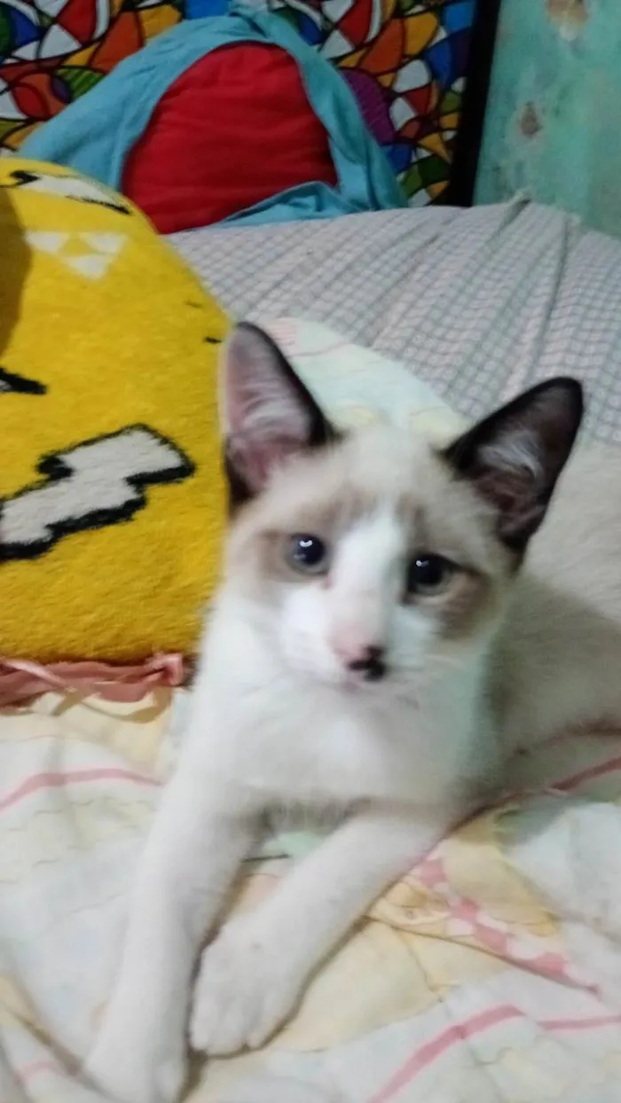 Gato ra a Siamês idade Abaixo de 2 meses nome gatinha filhote (sem nome)