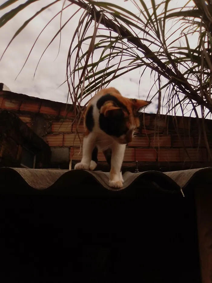 Gato ra a SRD-ViraLata idade 4 anos nome Gata tricolor seu nome é Angelyta