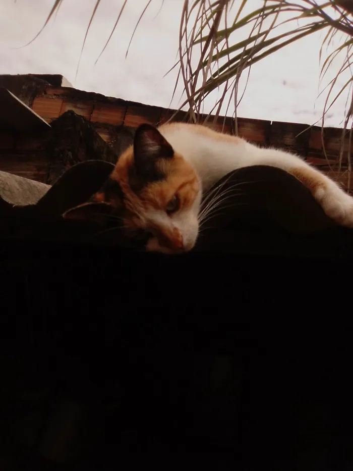 Gato ra a SRD-ViraLata idade 4 anos nome Gata tricolor seu nome é Angelyta