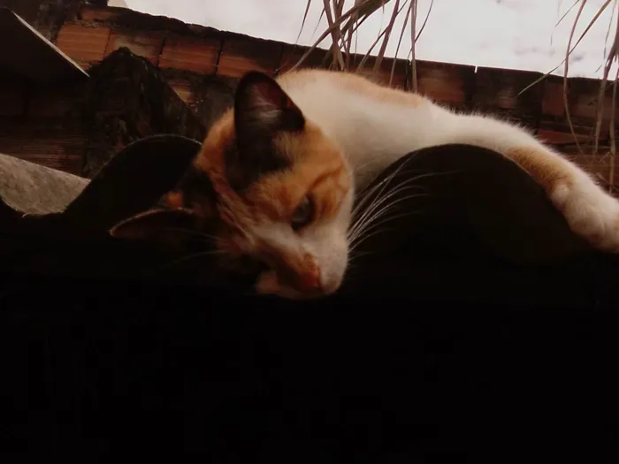 Gato ra a SRD-ViraLata idade 4 anos nome Gata tricolor seu nome é Angelyta