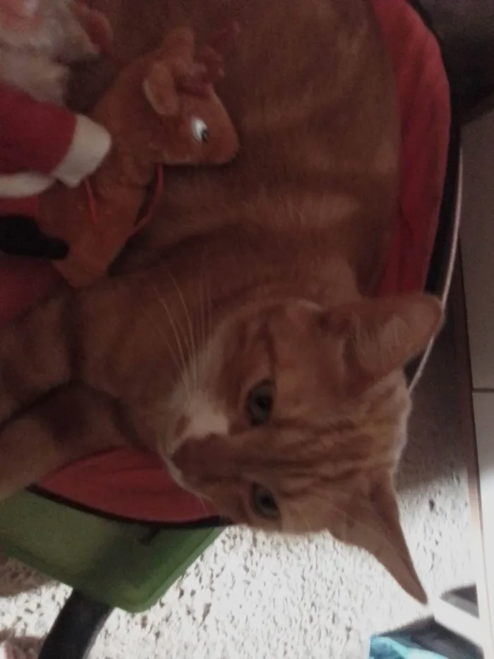 Gato ra a SRD-ViraLata idade 3 anos nome Gato castrado