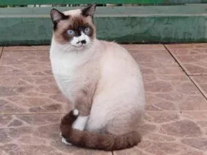 Gato raça SRD-ViraLata idade 1 ano nome Sem Nome