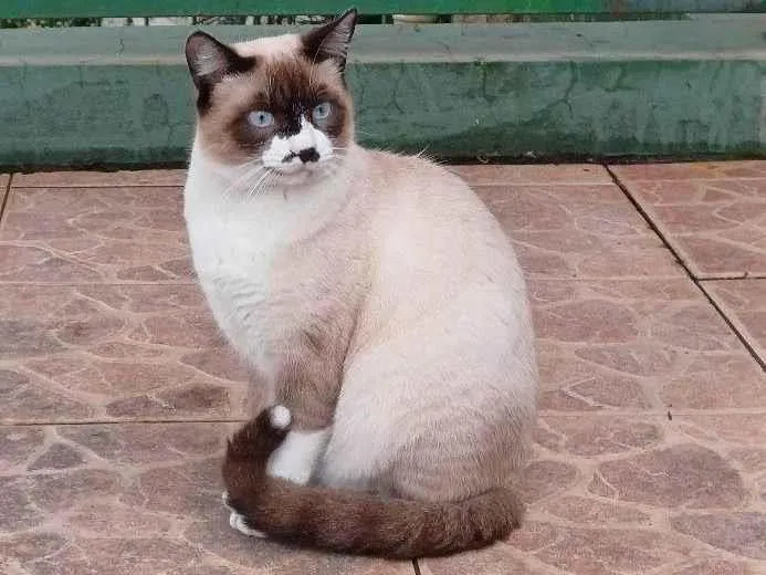 Gato ra a SRD-ViraLata idade 1 ano nome Sem Nome