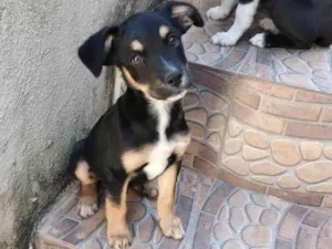 Cachorro raça Rottweiler idade 1 ano nome Mascote 