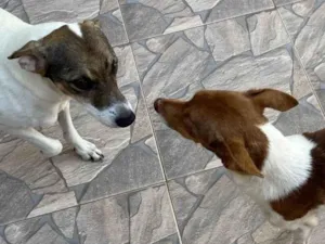 Cachorro raça SRD-ViraLata idade 6 ou mais anos nome Romeu e Nina