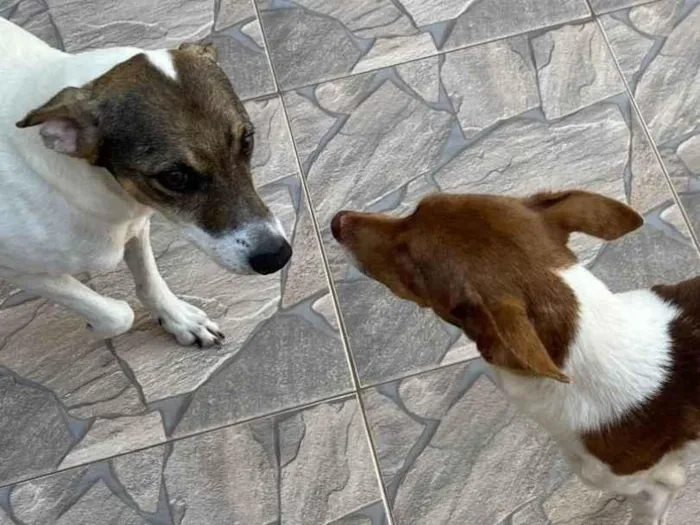 Cachorro ra a SRD-ViraLata idade 6 ou mais anos nome Romeu e Nina