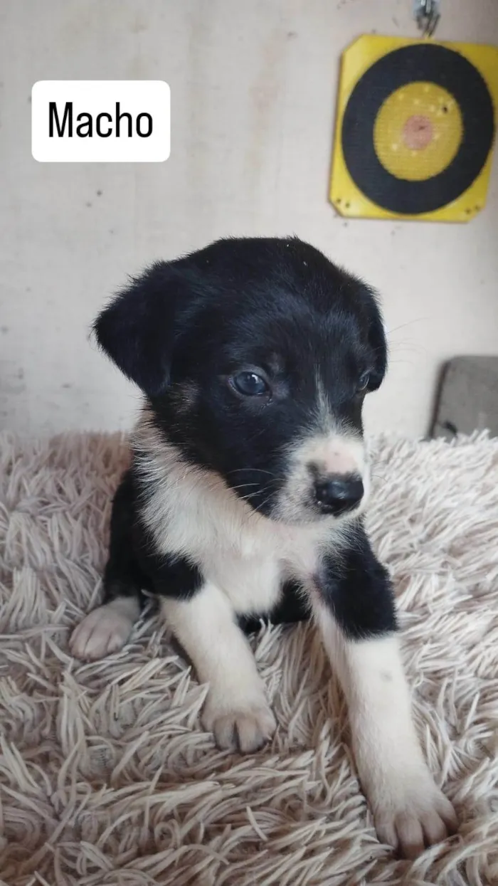 Cachorro ra a SRD-ViraLata idade Abaixo de 2 meses nome Não tem nome ainda