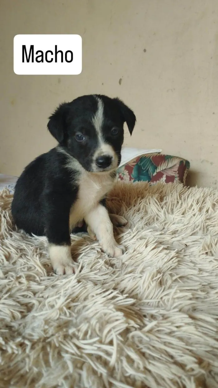 Cachorro ra a SRD-ViraLata idade Abaixo de 2 meses nome Não tem nome ainda