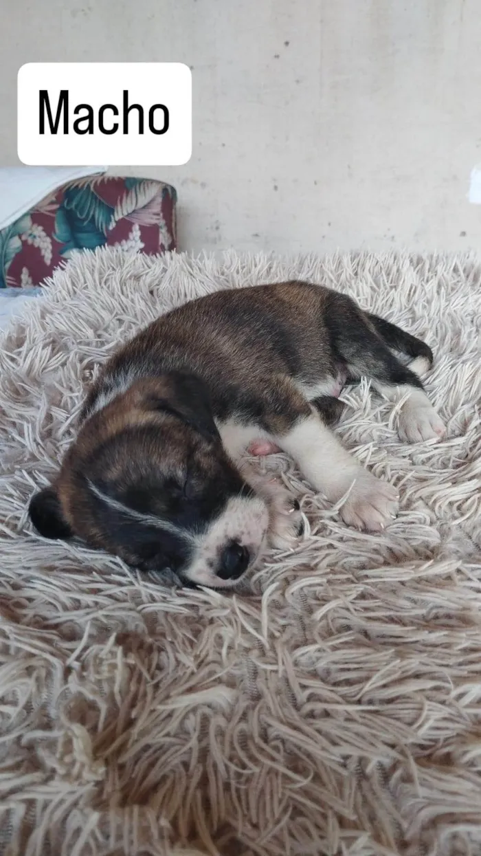 Cachorro ra a SRD-ViraLata idade Abaixo de 2 meses nome Não tem nome ainda