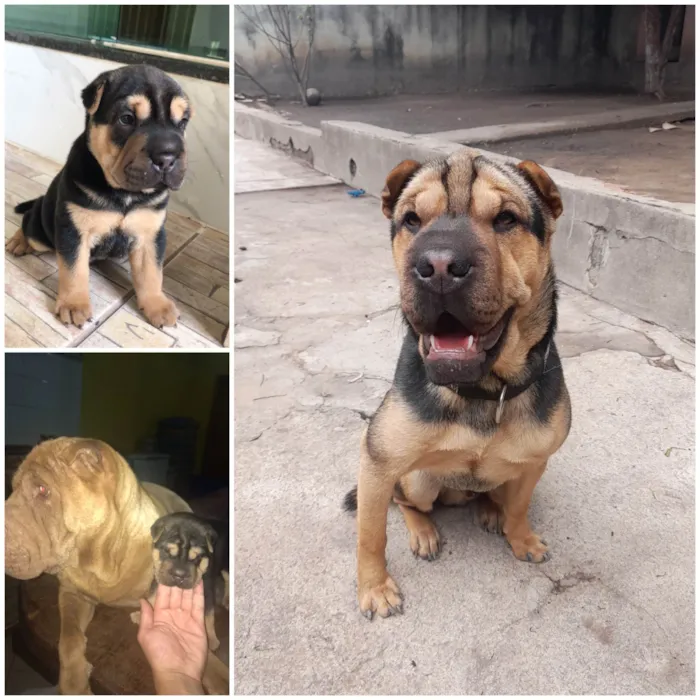 Cachorro ra a Shar Pei idade 2 anos nome Alf