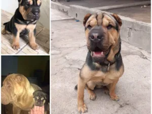 Cachorro raça Shar Pei idade 2 anos nome Alf