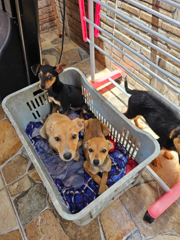 Cachorro ra a SRD-ViraLata idade Abaixo de 2 meses nome Hermione