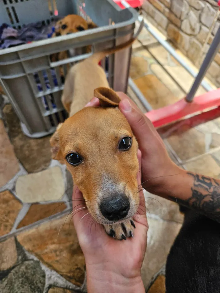 Cachorro ra a SRD-ViraLata idade Abaixo de 2 meses nome Hermione