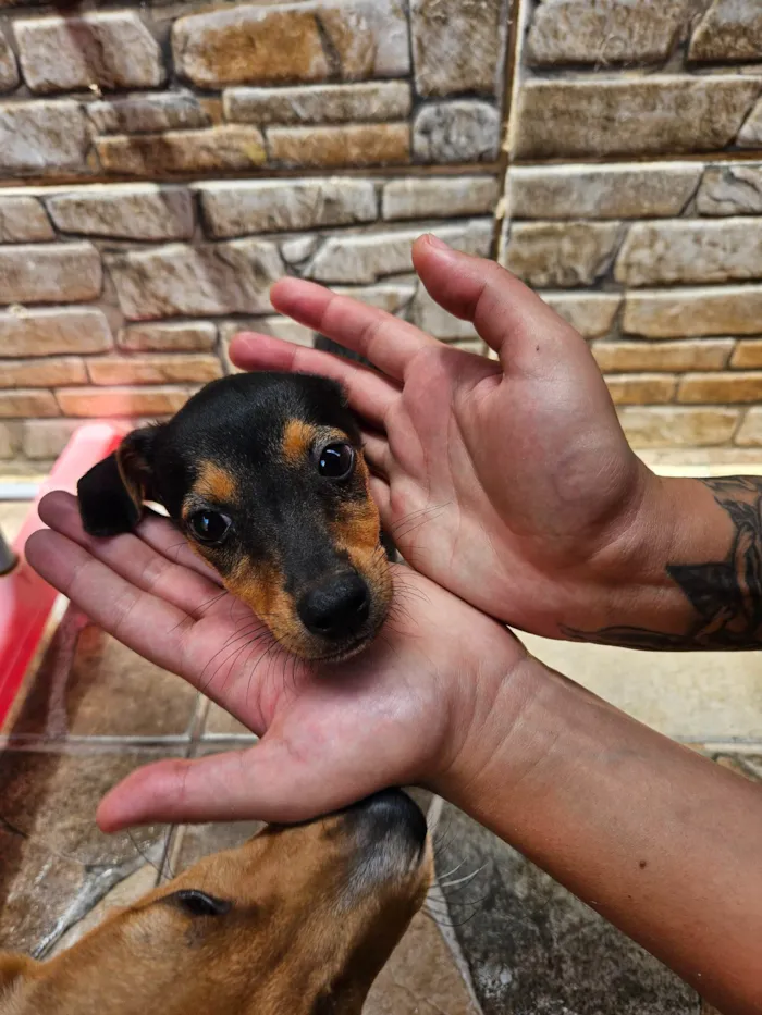 Cachorro ra a SRD-ViraLata idade Abaixo de 2 meses nome Hermione