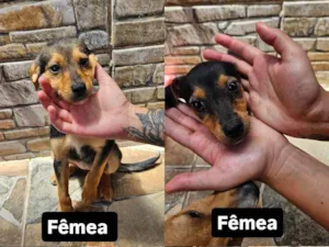 Cachorro raça SRD-ViraLata idade Abaixo de 2 meses nome Hermione