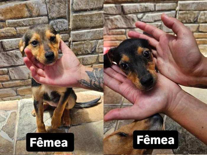 Cachorro ra a SRD-ViraLata idade Abaixo de 2 meses nome Hermione