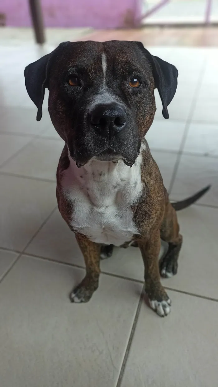 Cachorro ra a Pit-Bull idade 6 ou mais anos nome Taigor 