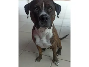 Cachorro raça Pit-Bull idade 6 ou mais anos nome Taigor 