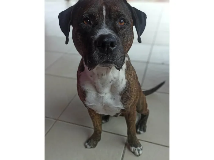 Cachorro ra a Pit-Bull idade 6 ou mais anos nome Taigor 