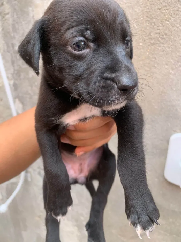 Cachorro ra a SRD-ViraLata idade Abaixo de 2 meses nome Cachorrinhos