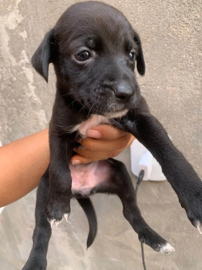 Cachorro ra a SRD-ViraLata idade Abaixo de 2 meses nome Cachorrinhos