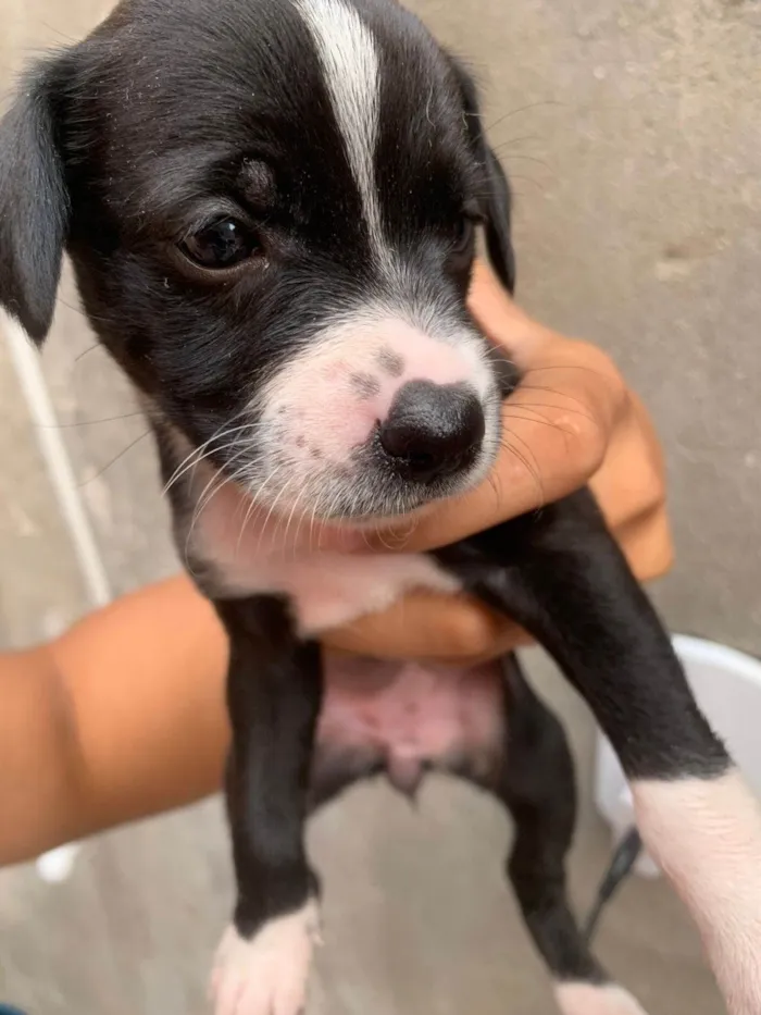 Cachorro ra a SRD-ViraLata idade Abaixo de 2 meses nome Cachorrinhos