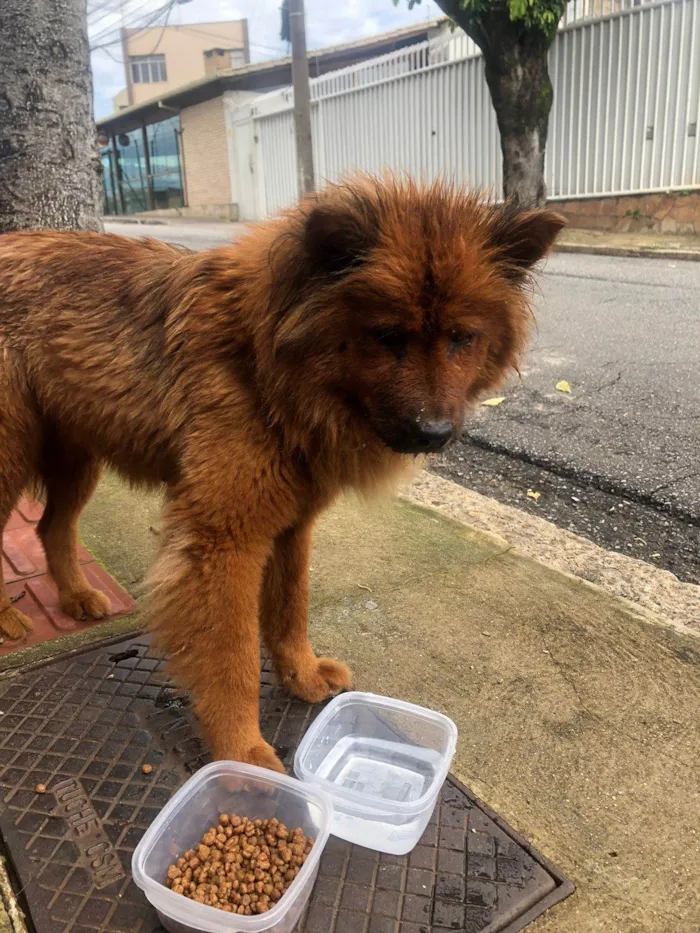 Cachorro ra a Chow Chow idade 3 anos nome Não sei