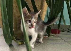 Gato raça SRD-ViraLata idade 2 a 6 meses nome Gatinha abandonada 