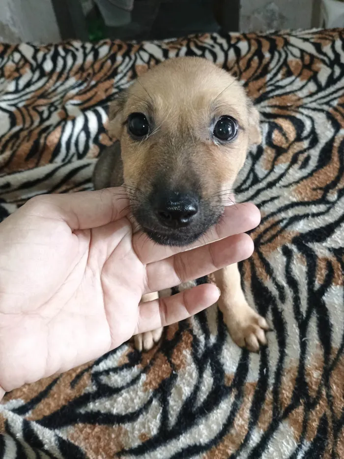 Cachorro ra a Bassê com vira - lata. idade Abaixo de 2 meses nome Fred