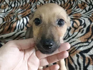 Cachorro raça Bassê com vira - lata. idade Abaixo de 2 meses nome Fred