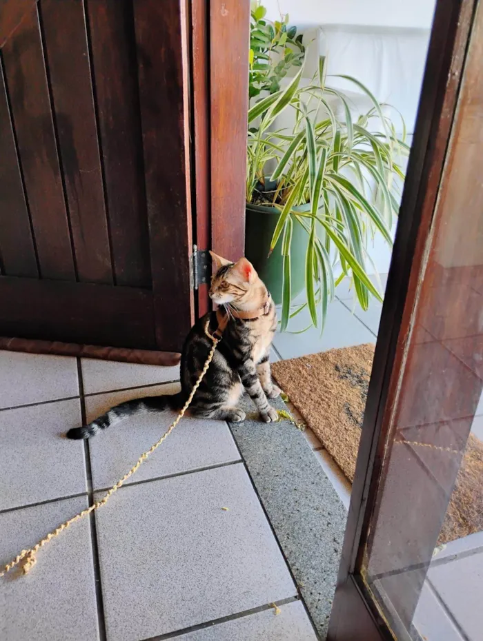 Gato ra a SRD-ViraLata idade 2 a 6 meses nome Milo