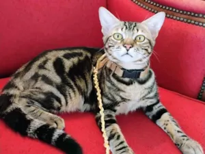 Gato raça SRD-ViraLata idade 2 a 6 meses nome Milo