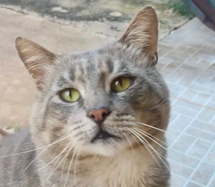 Gato ra a SRD-ViraLata idade 2 a 6 meses nome Tigrao