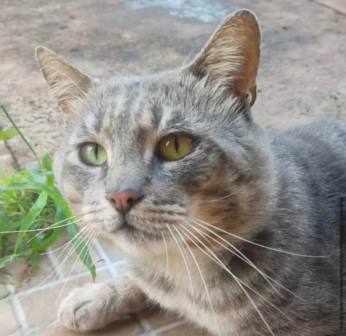 Gato ra a SRD-ViraLata idade 2 a 6 meses nome Tigrao