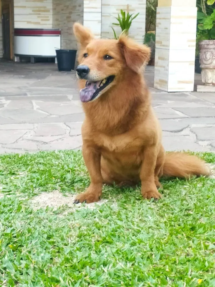 Cachorro ra a SRD-ViraLata idade 6 ou mais anos nome Mel