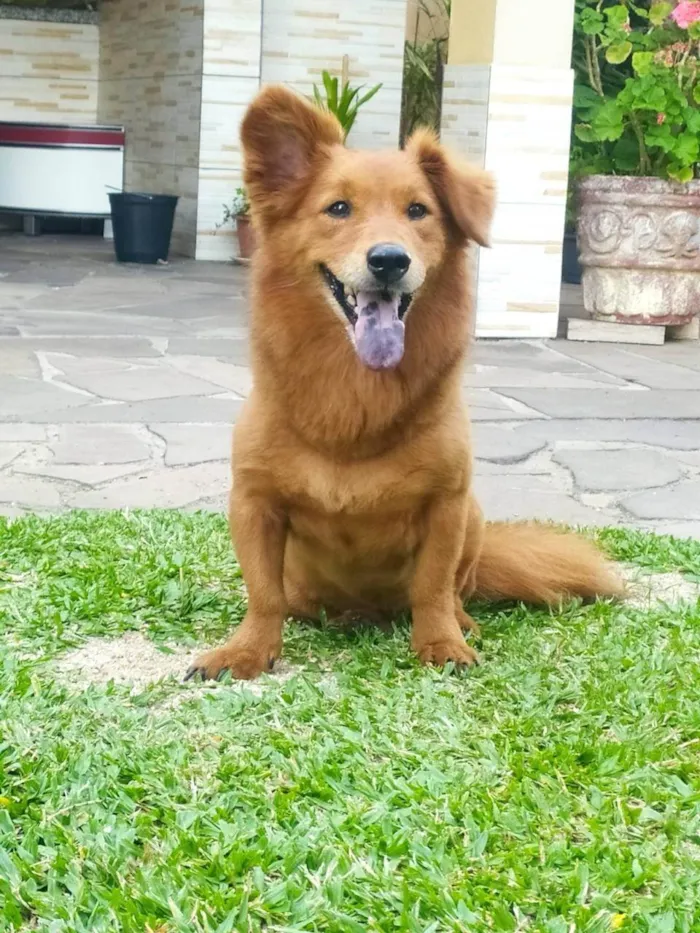 Cachorro ra a SRD-ViraLata idade 6 ou mais anos nome Mel